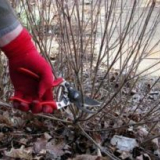 Prořezávání spirály na podzim pro začátečníky krok za krokem
